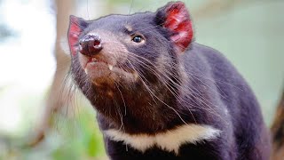 Tiny Tasmanian Devil Pups Survive Against Natures Deadliest Predators  Real Wild [upl. by Hasan]