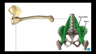 Hip Flexors  Rectus Femoris amp Iliopsoas Psoas Major amp Iliacus [upl. by Steinway]