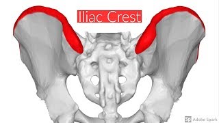 Iliac crest [upl. by Wolff966]