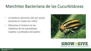 Grow amp Give En Español Marchitez bacteriana de las cucurbitáceas Español [upl. by Mungo]