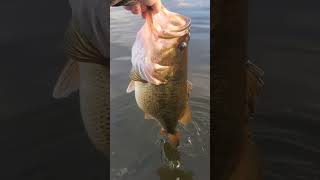 Fallstreak hole cavum cloud and great lakes largemouth bass [upl. by Ronyar]