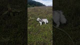 Silver and Sky taking on high grass [upl. by Maria849]