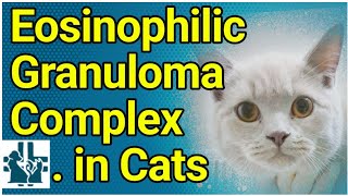 Eosinophilic Granuloma Complex in Cats [upl. by Nolyad]