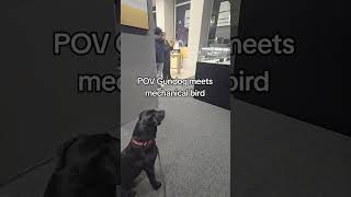 Is it retrievable dji djidrone gundog labrador workingdog drone servicedog assistancedog [upl. by Eradis]