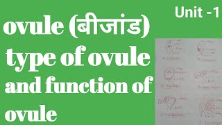 ovule and their types।। function of ovule ।। bsc fourth semester botany in Hindi [upl. by Husha]