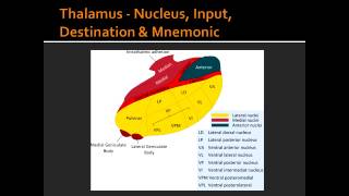 Thalamus  Nucleus Input Destination amp Mnemonic [upl. by Hairahcaz]