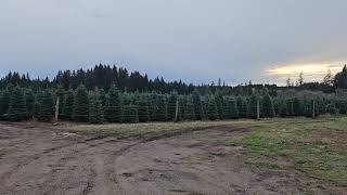 Christmas tree farm part 3 [upl. by Deden]