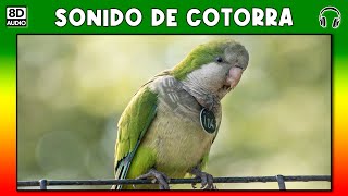 SONIDO DE COTORRA 🐦 [upl. by Yendys]