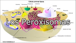 Los Peroxisomas Enzima Catalasa [upl. by Janik45]