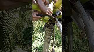 COCONUT WINE MAKING PROCESS38 coconuttoddy amazingskills tuak alcoholicbeverage [upl. by Eceerahs]