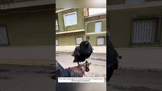 This man managed to rescue a crow in time from a fierce hawk and then animalshorts [upl. by Engracia]