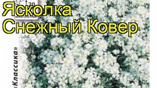 Ясколка обыкновенная Снежный Ковер Краткий обзор описание характеристик cerastium tomentosum [upl. by Aziul]