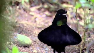 BBC Planet Earth  Birds of Paradise Mating Dance Remix [upl. by Niehaus]