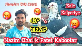 Nazim Bhai  k Kale Pated  Kabootar  Talim Ustad Akhtar  moujpurpigeonlover 24 May 2024 [upl. by Ysus]