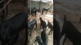 तरूणानो स्वतः ला कधीच कमी समजू नका shelipalan  arvee goat farm osmanabadi7057900033 [upl. by Dredi]