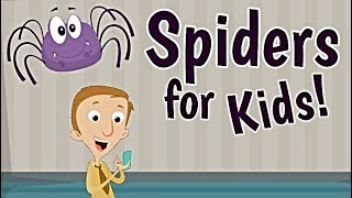 Spiders for Kids [upl. by Elocen679]