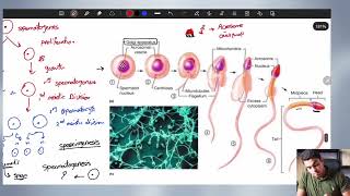 General Embryology  2Gametogenesis [upl. by Danell]