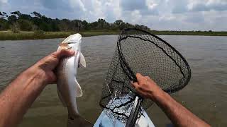 Florida Fishing in Flagler ICW [upl. by Kopple]