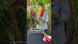 3 diferentes Helicônias Caribaeaflorestropicais plantastropicais plantas flores jardimtropical [upl. by Anderer]