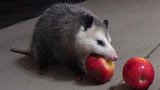 Possum Apple CRUNCH [upl. by Hanad]