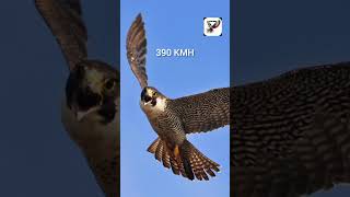 Peregrine falcon speed attack [upl. by Mulderig]