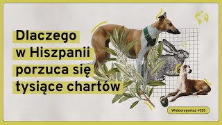 Dlaczego w Hiszpanii porzuca się tysiące chartów Dział Zagraniczny Reportaż025 [upl. by Notsniw]