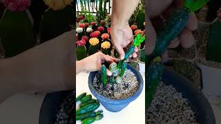 Opuntia cantarae propagation Succulent plant succulents plants cactus propagation homegarden [upl. by Yraeg120]