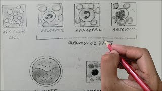 OPALDiagramGranulocytes and Agranulocytes [upl. by Pollux]