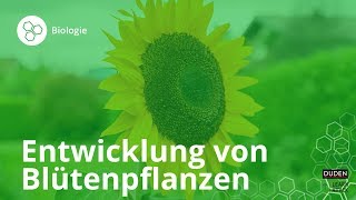 Entwicklung von Blütenpflanzen – Biologie  Duden Learnattack [upl. by Morrell]