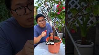 Weird and fun plant propagation methods bougainvillea flowering planting tips [upl. by Celinda]