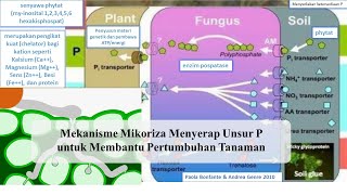 Mekanisme Mikoriza Menyerap Unsur Fosfor P dalam Meningkatkan Pertumbuhan Tanaman [upl. by Halimaj265]