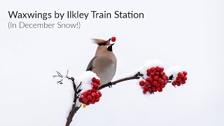 Waxwings in the Yorkshire Snow feeding by Ilkley Train Station [upl. by Christianson]