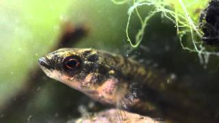 910 Spined Stickleback Pungitius pungitius Underwater UK [upl. by Enitsuga132]