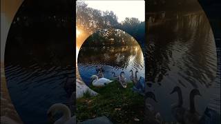 Swan Lake 5 🦢 swane lake labedzie nature [upl. by Theodor]