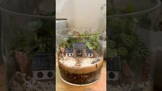 Terrarium making during my day off terrarium landscape garden moss plants serialhobbyist [upl. by Hesoj903]