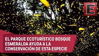 Amecameca es el santuario de las luciérnagas [upl. by Noiz]