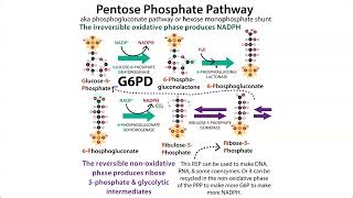 The Pentose Phosphate Pathway HMP shunt amp G6PD deficiency Favism [upl. by Myrlene743]