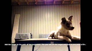 Teaching Cross Paws Using Paw Target [upl. by Channa]