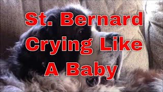 St Bernard Dog Crying for Attention [upl. by Yrreiht962]