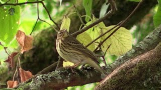 PIPIT des ArbresHalte MigratoireAnthus trivialis  BRUITX [upl. by Ttoile]