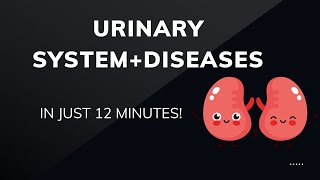 Urinary System Breakdown  Diseases Episode 2 [upl. by Davie290]