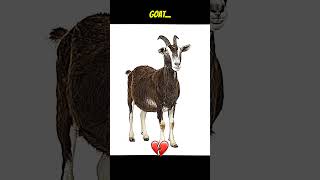 Quem é o GOAT [upl. by Portwine]