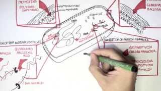 Microbiology  Antibiotics Mechanisms of Action [upl. by Ynohta]