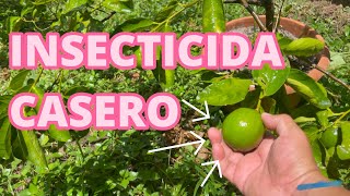 INSECTICIDA casero para eliminar PLAGA del LIMONERO de manera fácil y ECONOMICO limonero [upl. by Ardnaid557]