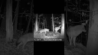 Coyotes on the Prowl trailcamera wildlife trailcamfootage coyotes easterncoyote nature [upl. by Vescuso923]