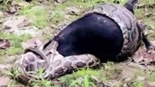 python python Dangerous Dangerous 😈😈 😈 😈 😈 Python ate goat 🐐🐐🐐🐐🐐🐐🐐 somewhere in karbi anglong assam [upl. by Hsilgne697]