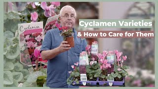 Cyclamen Varieties amp How to Properly Care for Them  The Greenery Garden amp Home [upl. by Gewirtz]