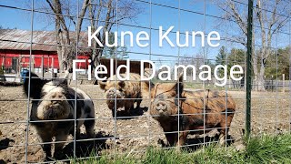 How much damage do Kune Kune pigs cause Take a field tour [upl. by Atsuj]