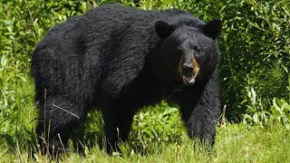 Liard Hot Springs Black Bear Attack Aug 14 1997 [upl. by Charmain]