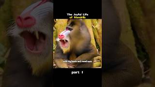 The Joyful Life of Mandrills animals shorts [upl. by Aronoel]